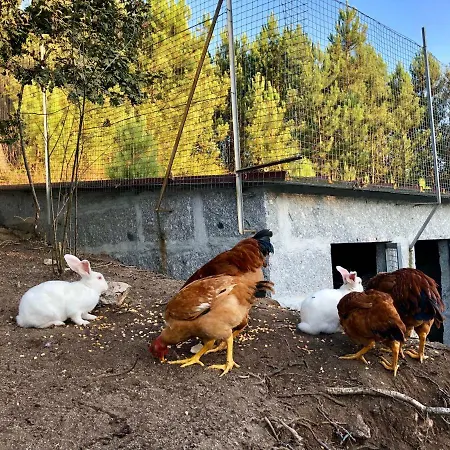 Casa Da Quinta Da Prelada Simao Semesterbostad Celorico De Basto