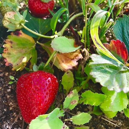 Nyaraló Casa Da Quinta Da Prelada Simao *