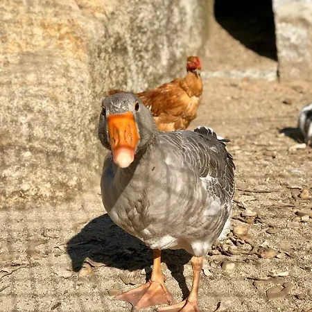 Casa Da Quinta Da Prelada Simao