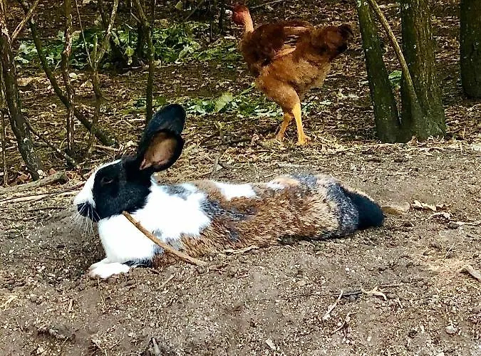 Casa Da Quinta Da Prelada Simão Casa de Férias *