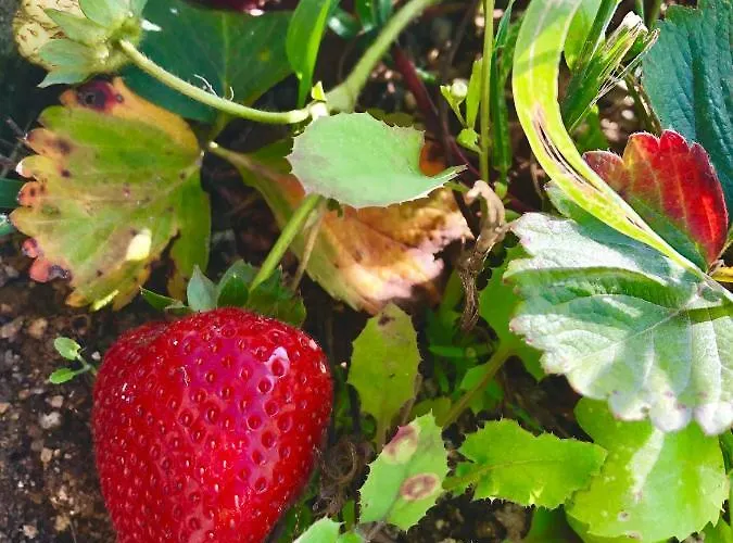 Casa vacanze Casa Da Quinta Da Prelada Simao *