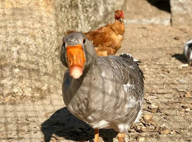 Casa Da Quinta Da Prelada Simão